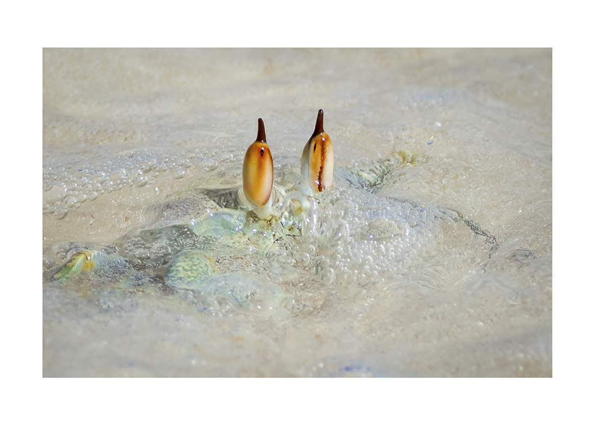 Ghost Crab