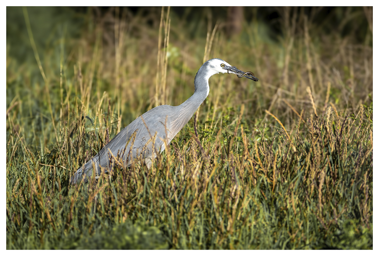 Heron White-faced