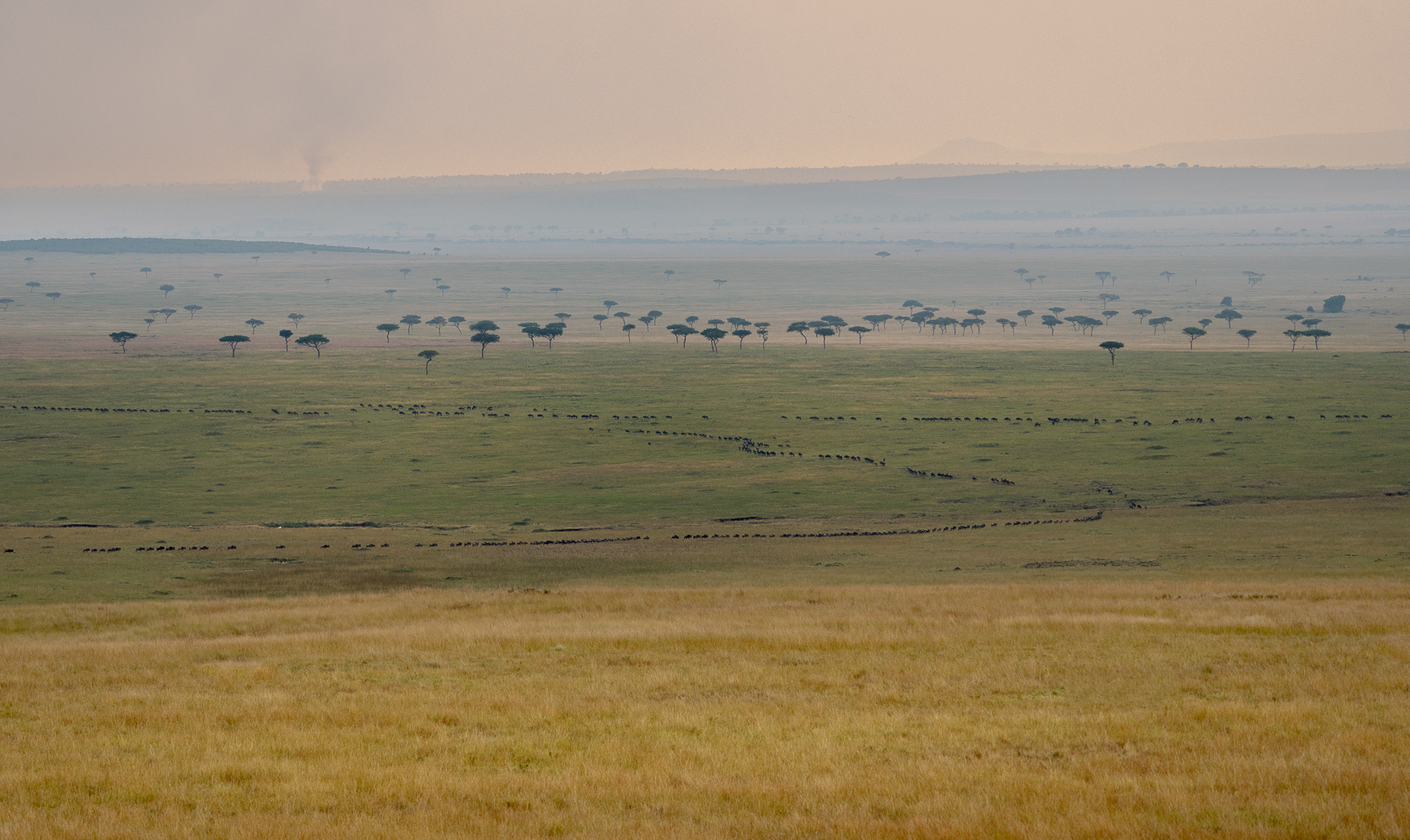 Smoky Haze in the Mara