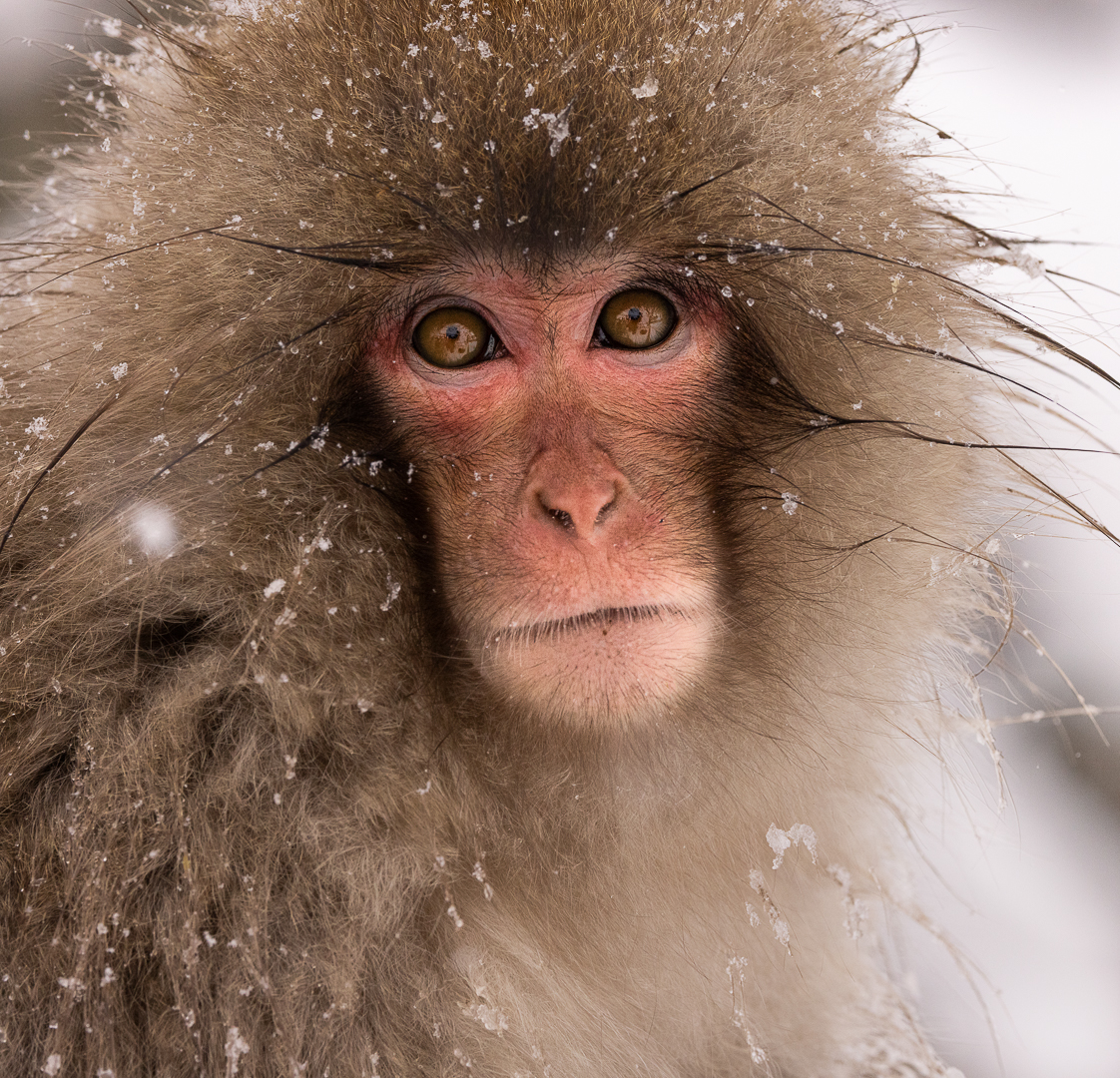 Snow Monkey