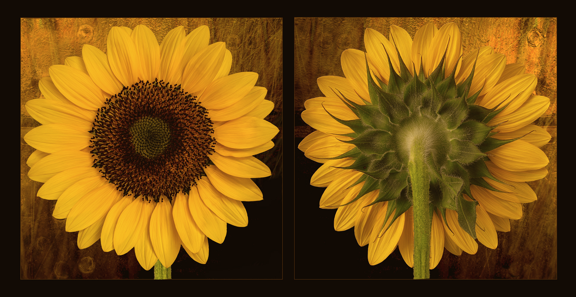 Two Sunflowers